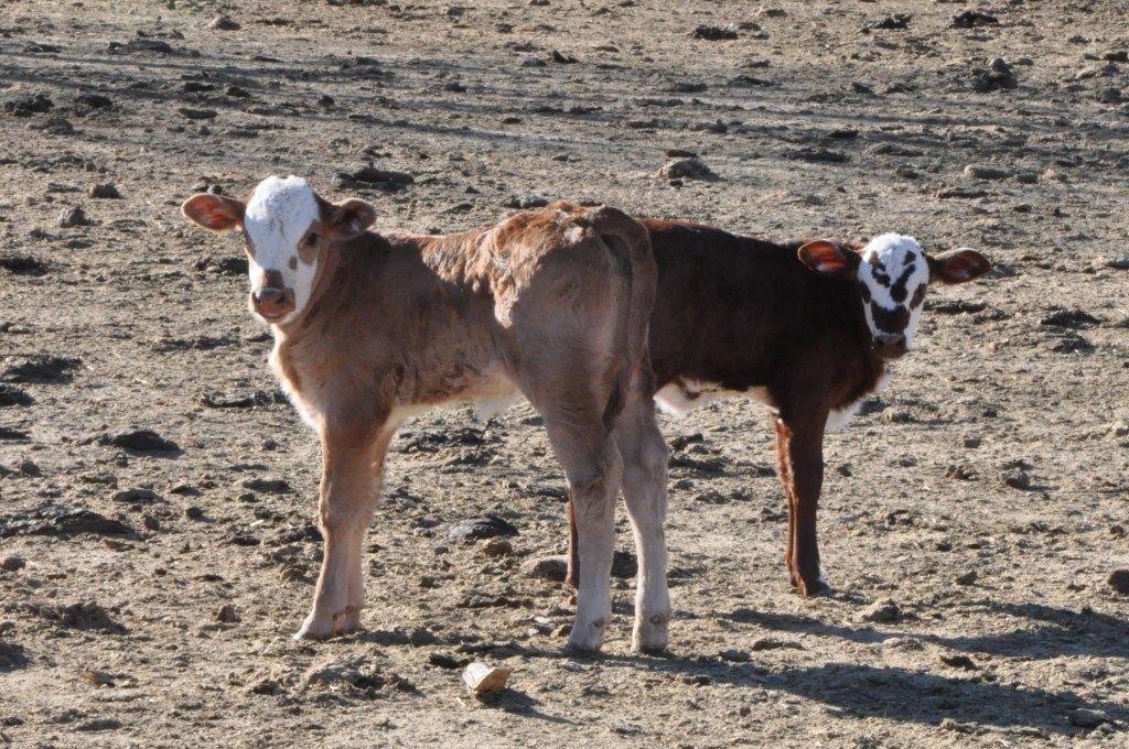 Calves - one a few days old, the other a week old.