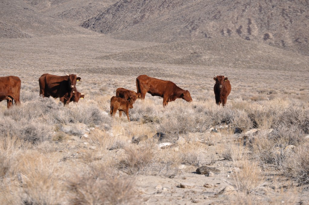 Second year cows already at low-end of valley.