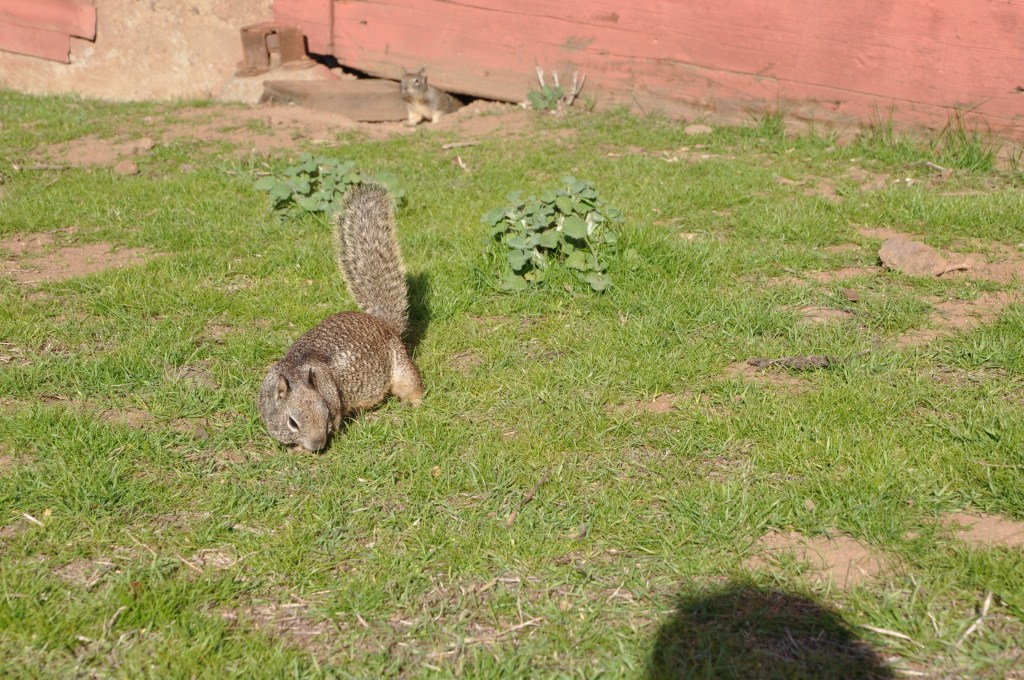 Ground Squirrel
