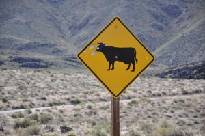 Gentle cows in California