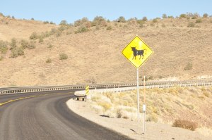 Wild frisky cattle in Nevada