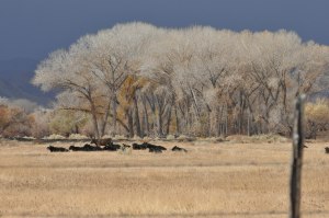 The clouds behind the trees are completely blocking 13,658' Mt. Tom