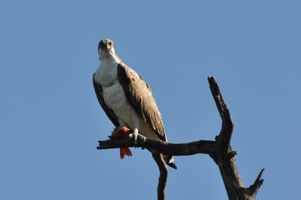Osprey with fish