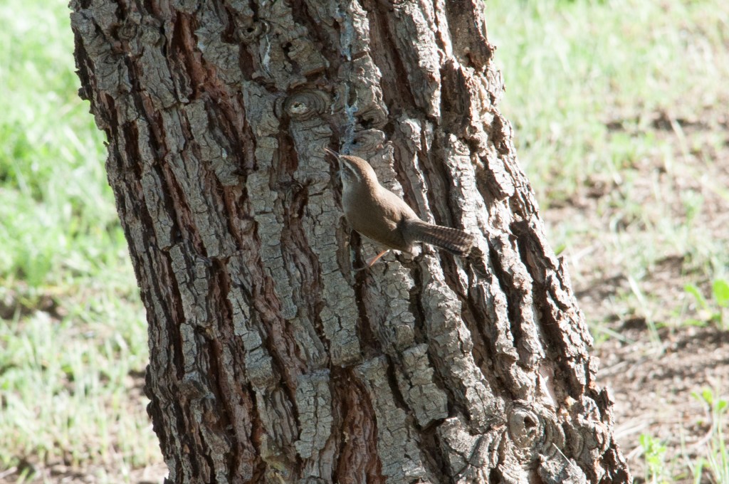 Bewick's  wren
