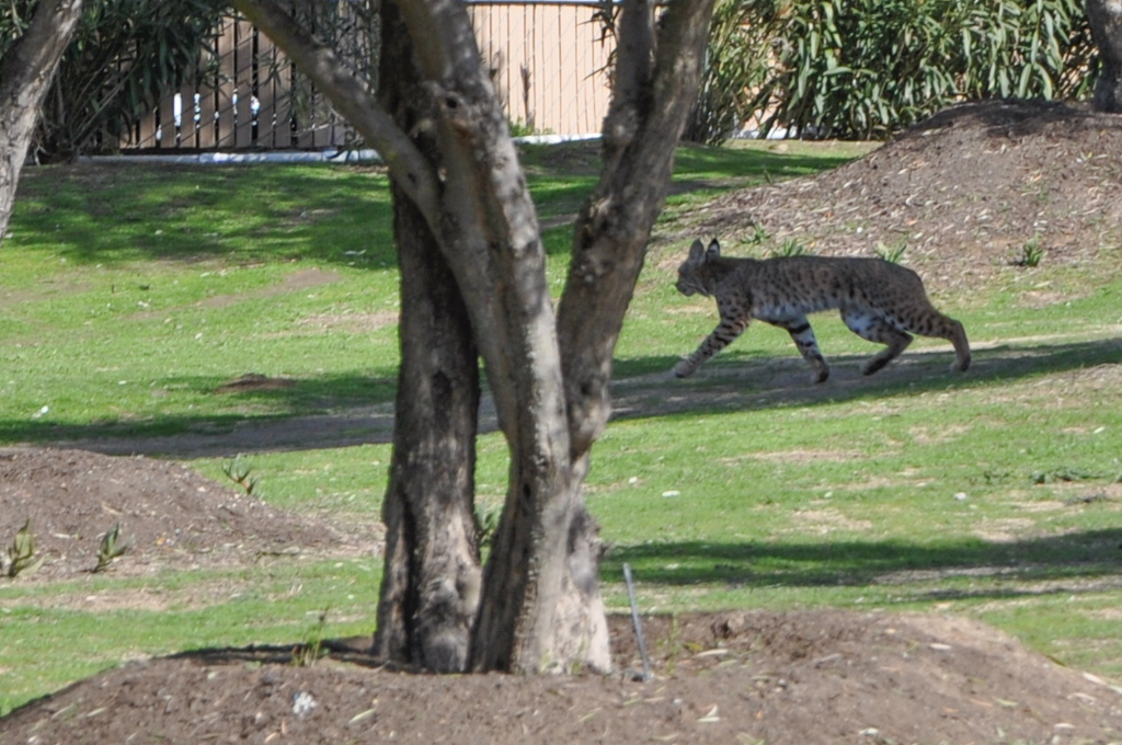 I WILL get good photos of the bobcats before I leave. Each time I've seen them, I get too excited and take lousy photos!