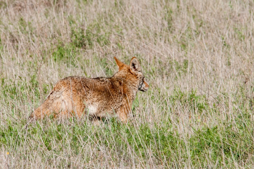 coyote leaving