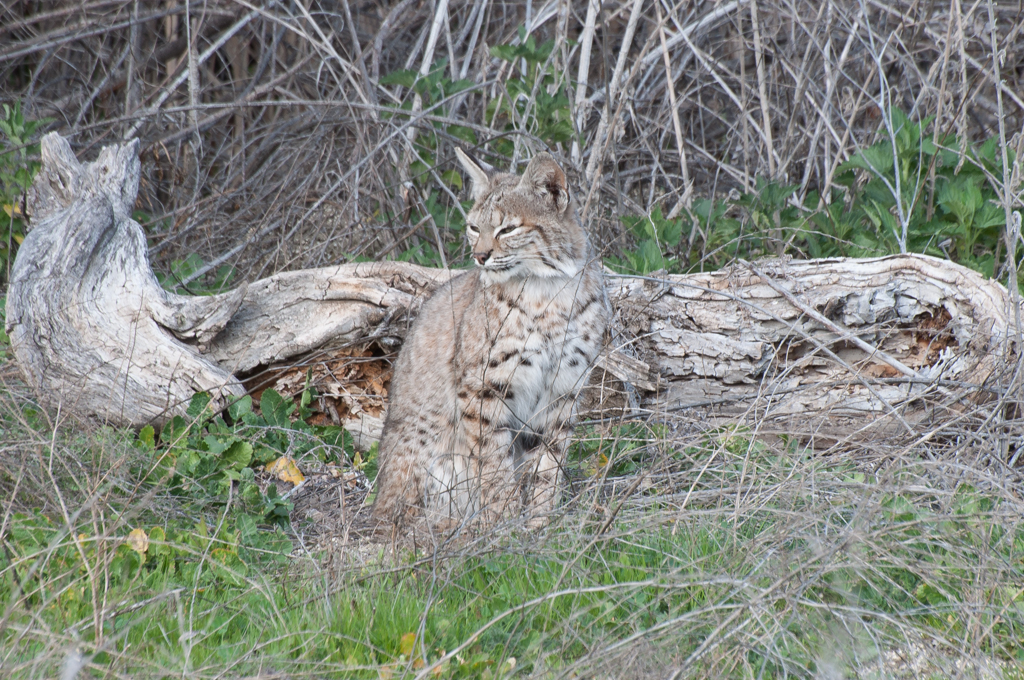 The female bobcat who just woke up from her nap.