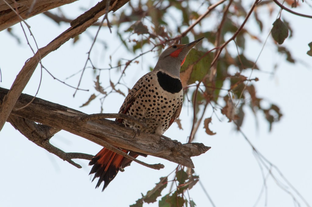 Northern flicker