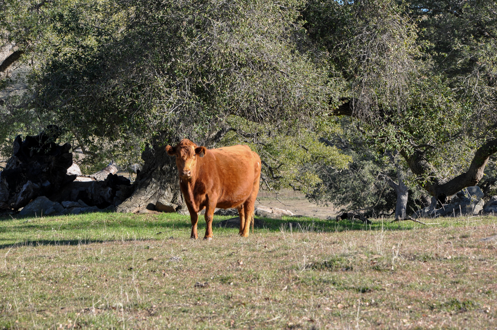 Red Angus