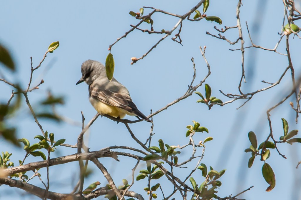 Cassin's kingbird