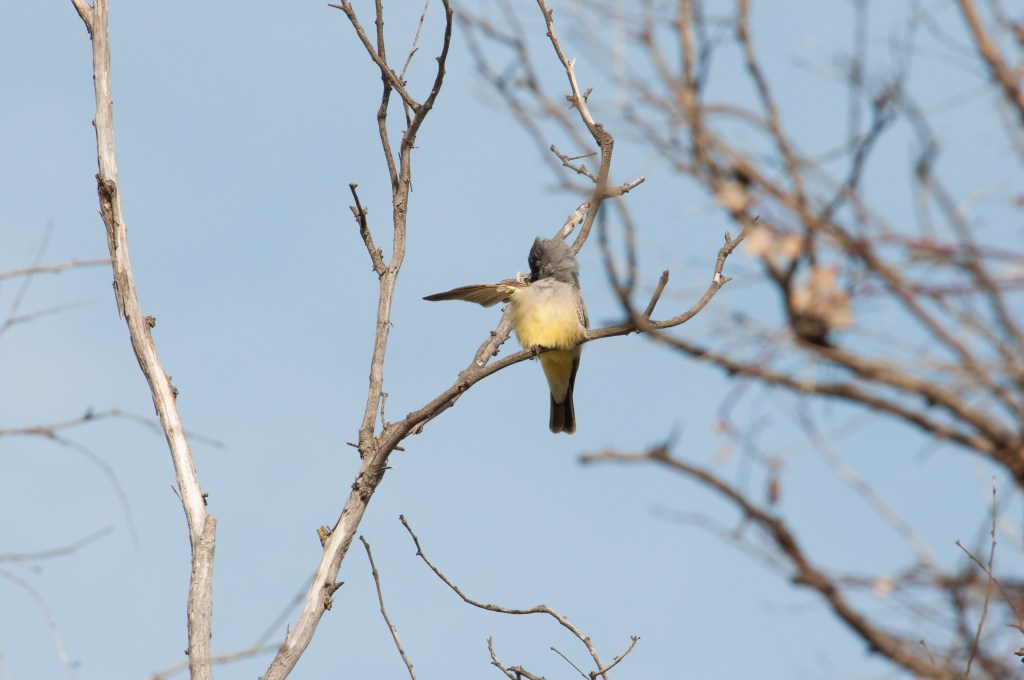 kingbird grooming