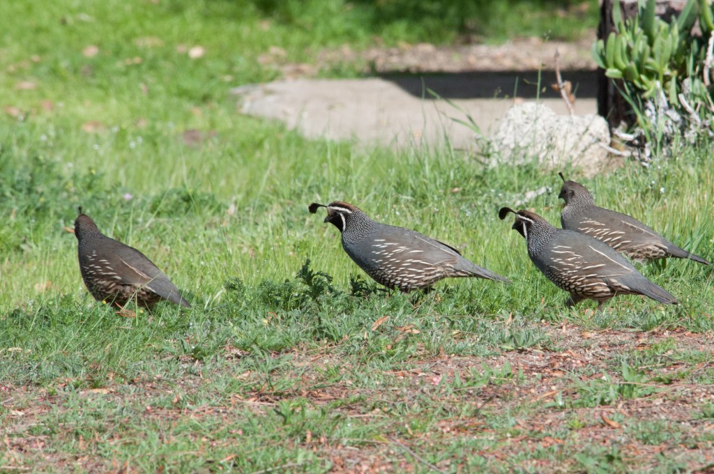 California quail