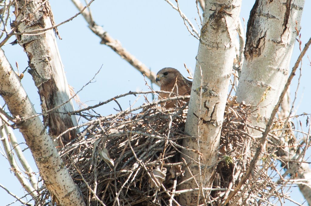 redshoulderedhawk