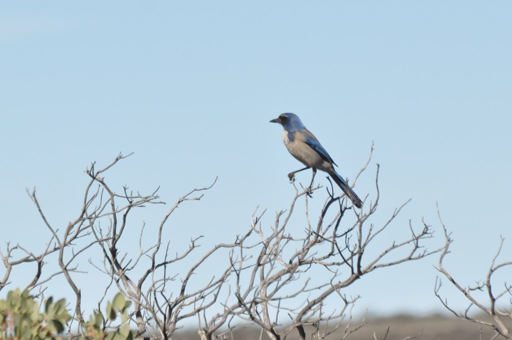 Much like the Blue Jays in the East, these jays exhibit many of the same traits - one comes to the RV office daily for a handout of peanuts!