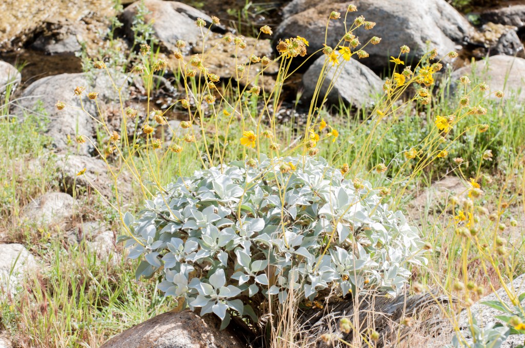 Flowers in the desert.