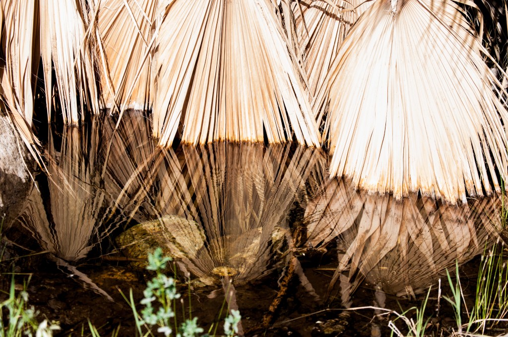 Palm branches in the water.
