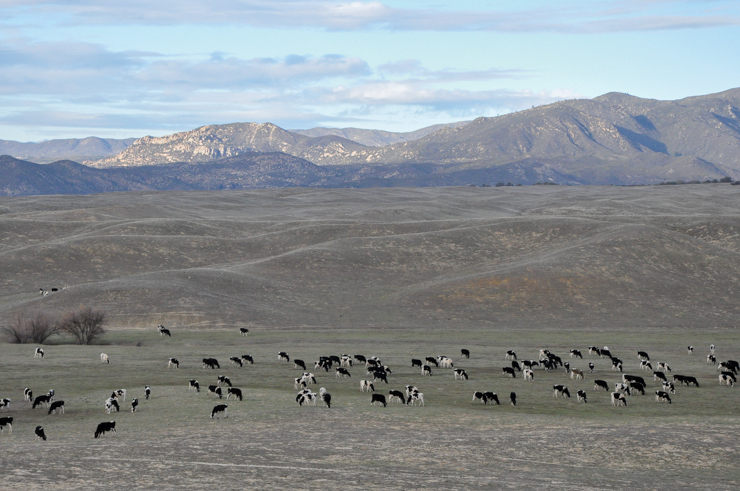 On the way to the park - gotta love those Holsteins!