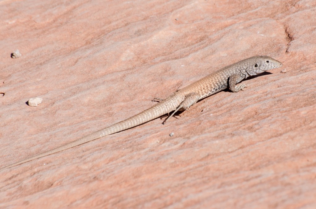 Lizards here are the same color as the rocks.