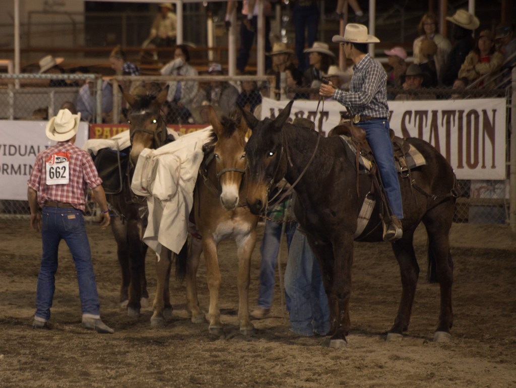 Deep Spring's students in the Packer's Scramble. They undress the horses and mules, then re-saddle and reload them. First ones to lead their pack team out of the arena wins. Part of the YouTube video clip shows the just freed mules rolling around.