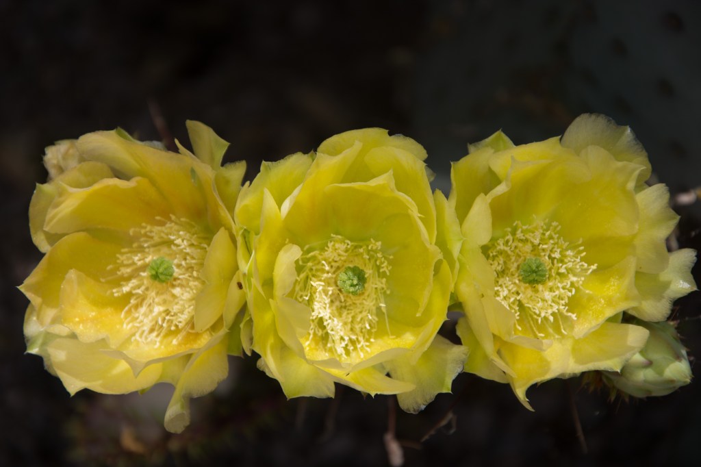 Yellow Cactus