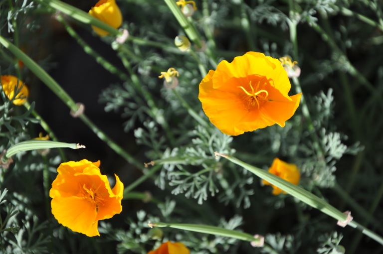 Santa Rosa Plateau, California State Flower: California Poppy