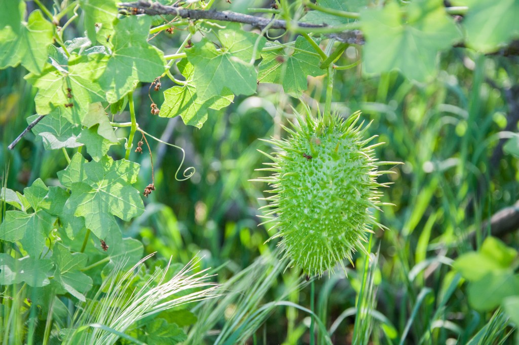 Santa Rosa Plateau, Wild Cucumber - the coyotes open these to get to the seeds inside.