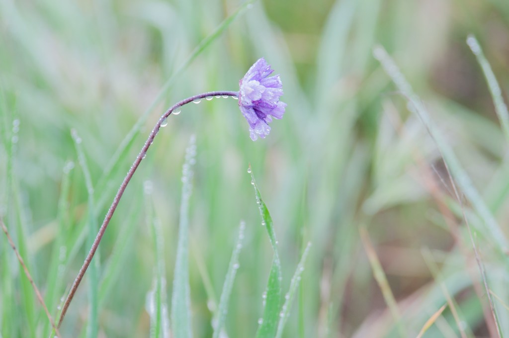 Santa Rosa Plateau. Wild Onion. I went back the next morning just because it was fogged in - so beautiful.
