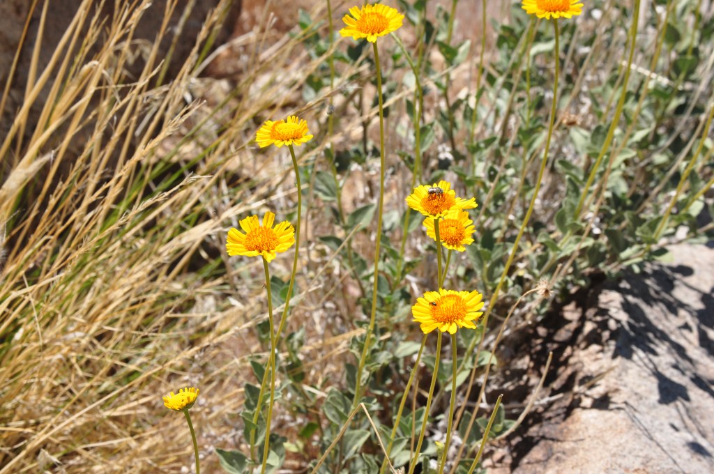 Westguard Pass, Brittlebrush