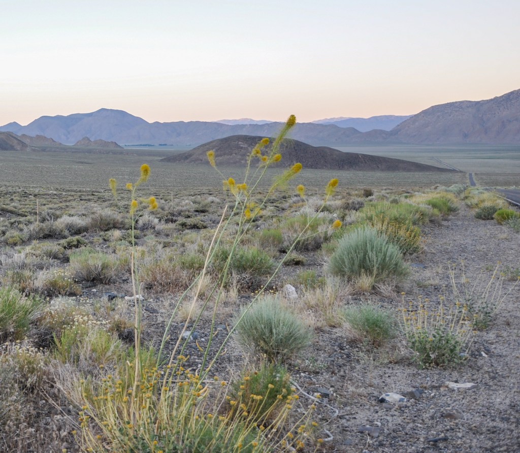 Deep Springs Valley, Prince's Plume