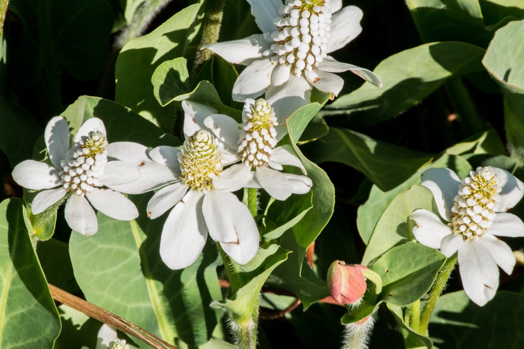 Fish Slough, Yerba Mansa