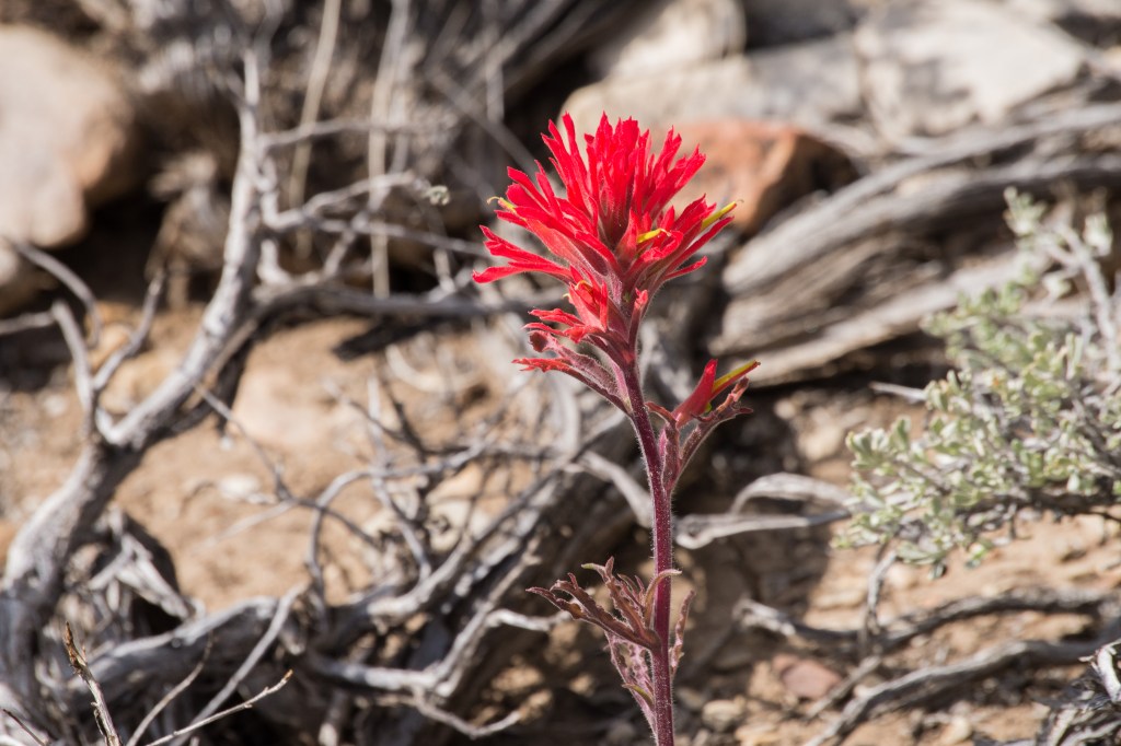 Ancient Bristlecone Pine Forest