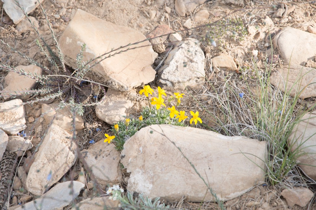 Ancient Bristlecone Pine Forest