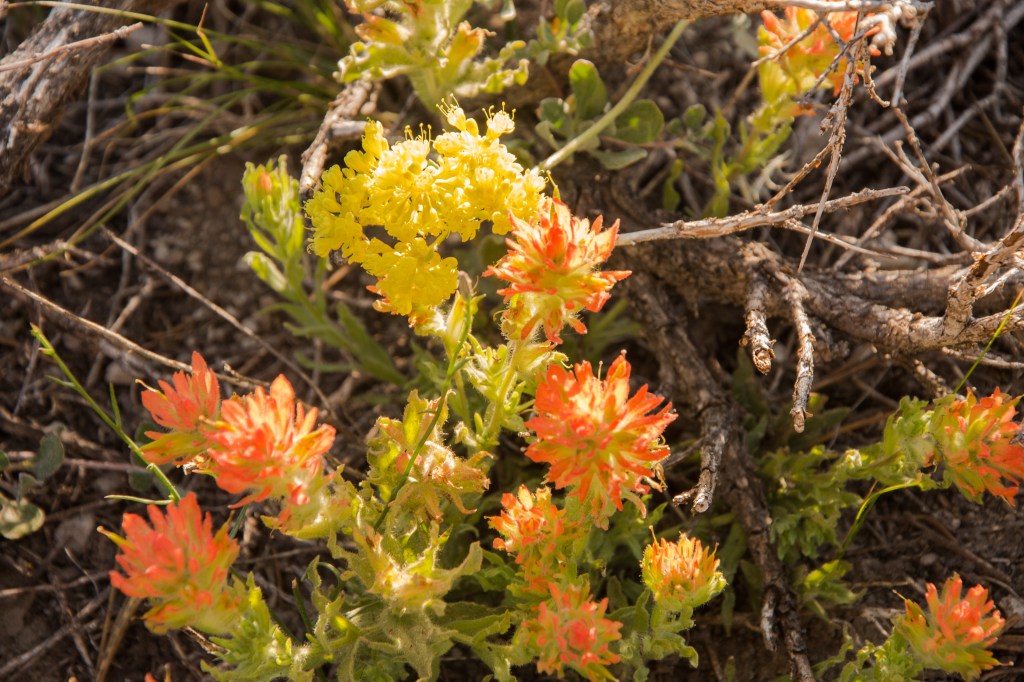 Mammoth Mountain, Desert Paintbrush and Sulfur Flower?