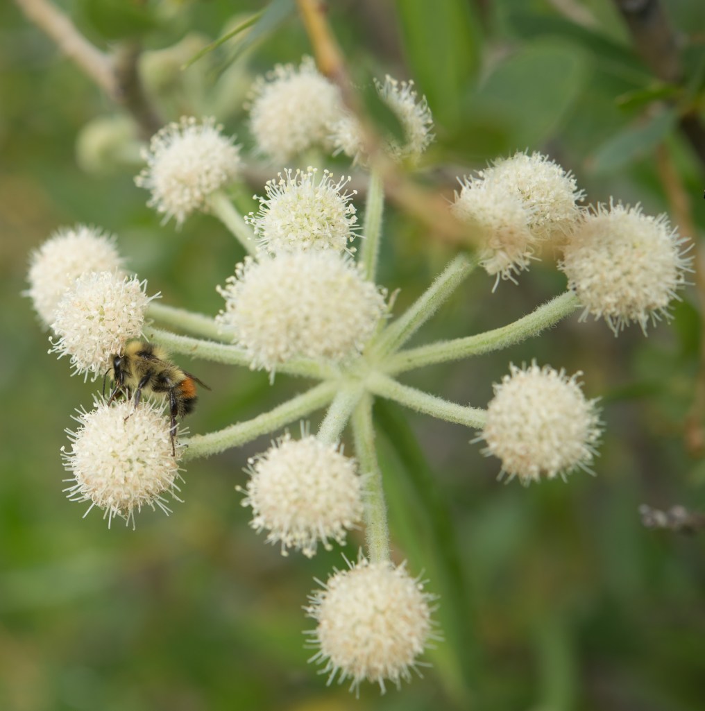 North Lake, Ranger's Button