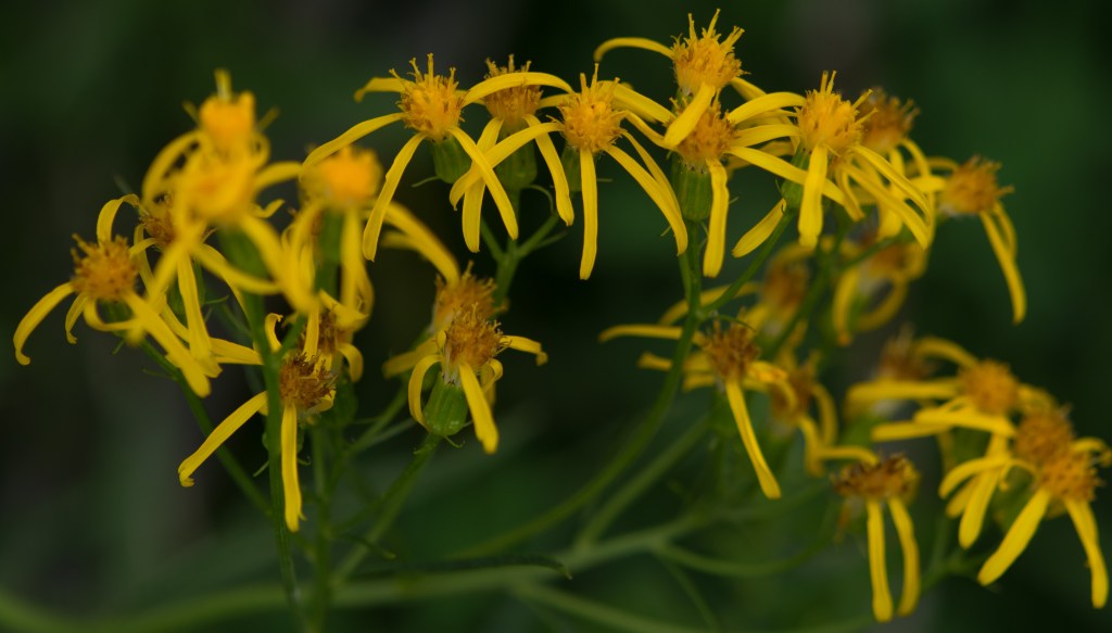 North Lake, Arrowleaf Groundsel