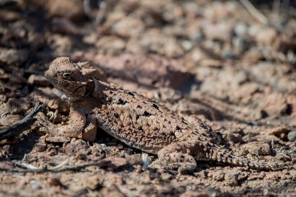horned lizard (2 of 6)