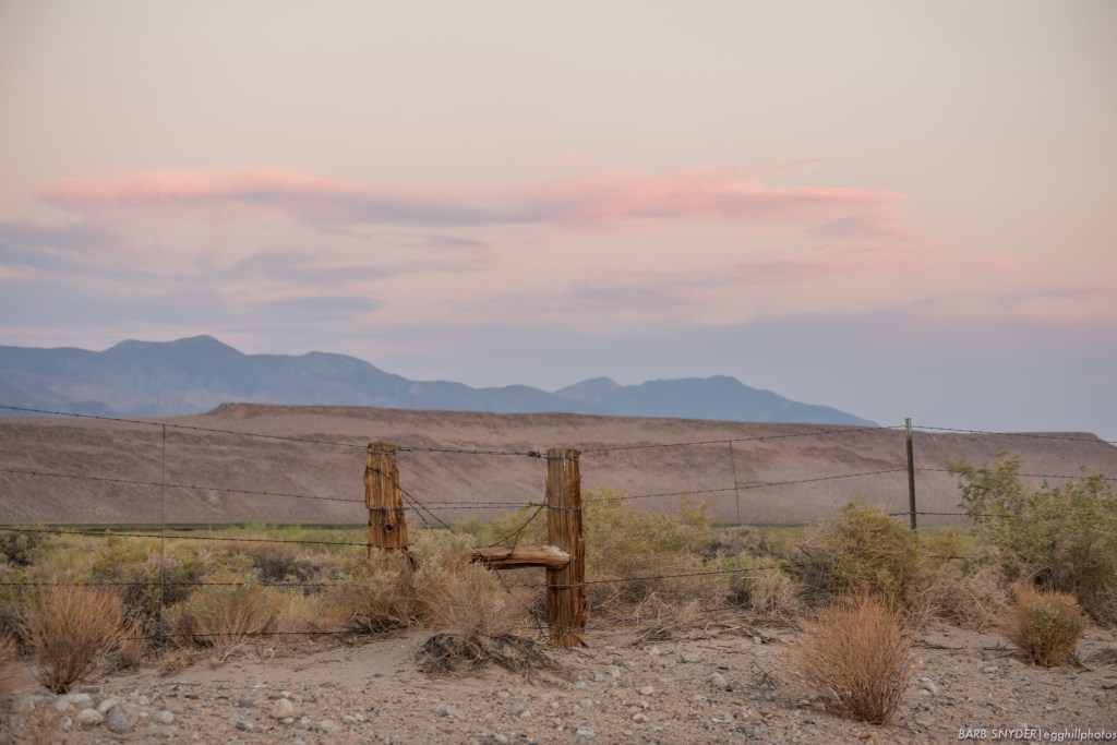 The colors of the desert aren't just brown! The first group of petroglyphs is near an oasis in the desert where cattle graze - hence the fence.
