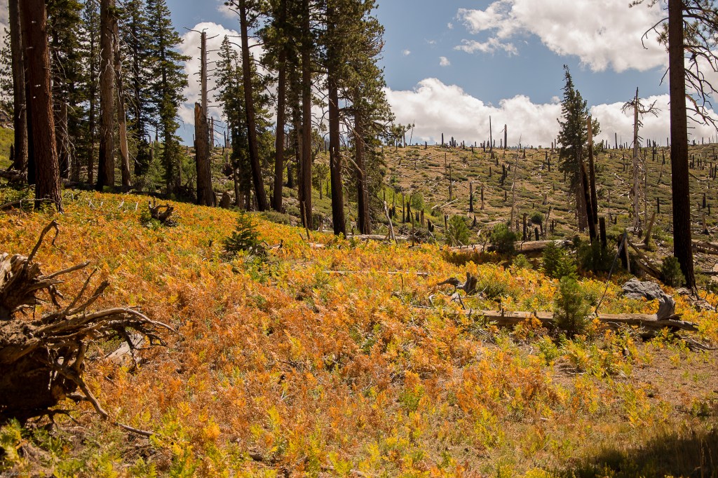 Where the fire stopped.