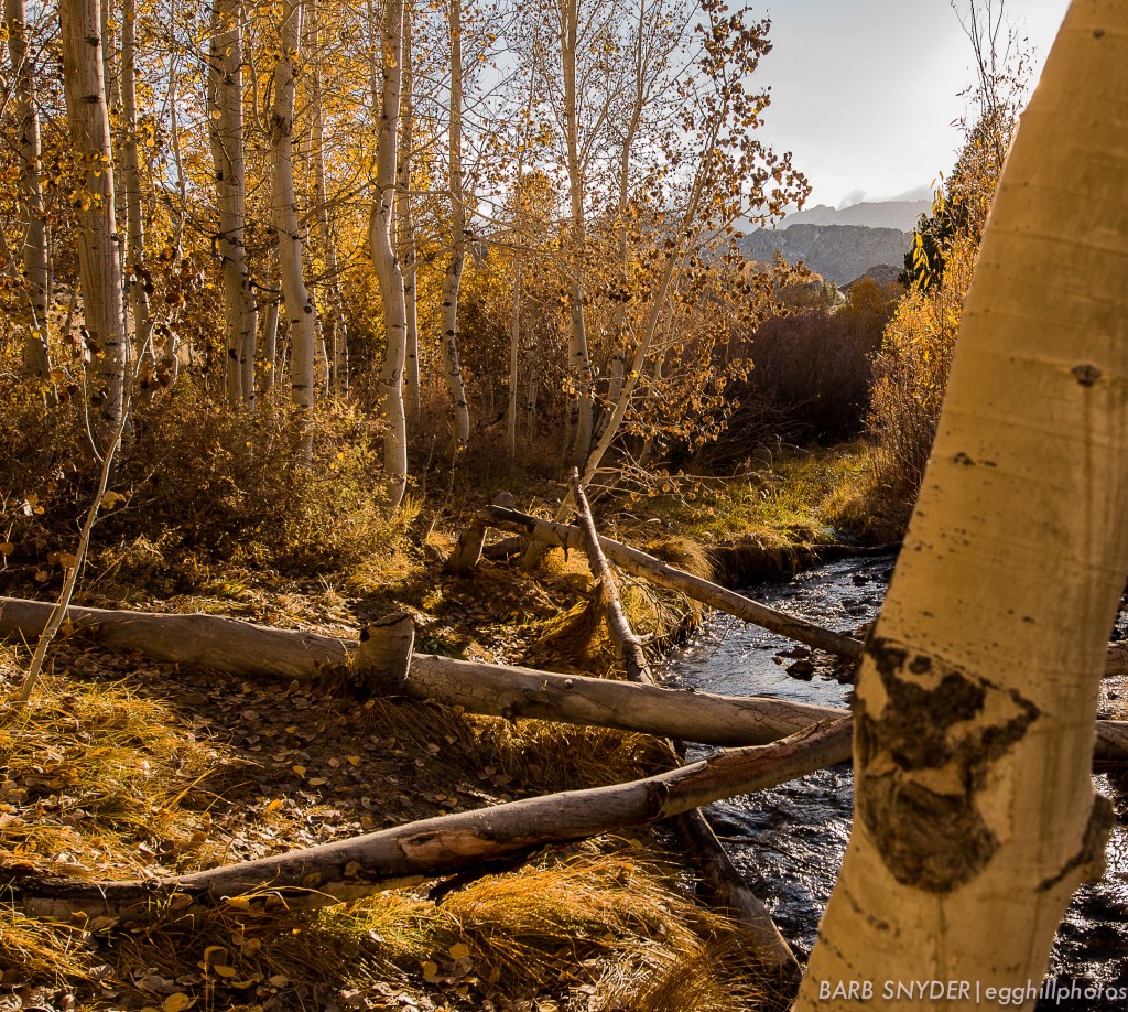 aspens (1 of 1)-4
