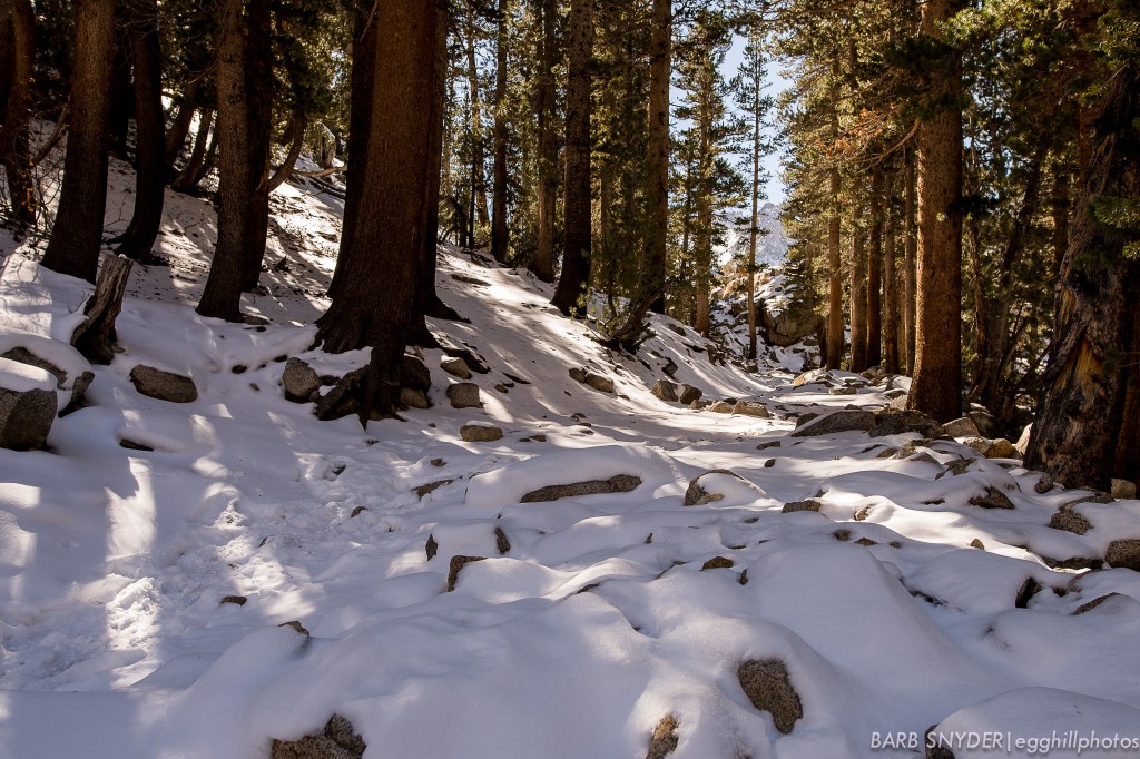 icytreesnow (1 of 1)