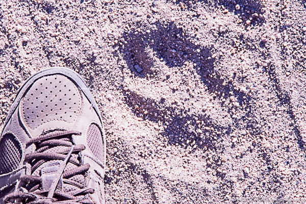 Pretty big (Mountain Lion) paw print?