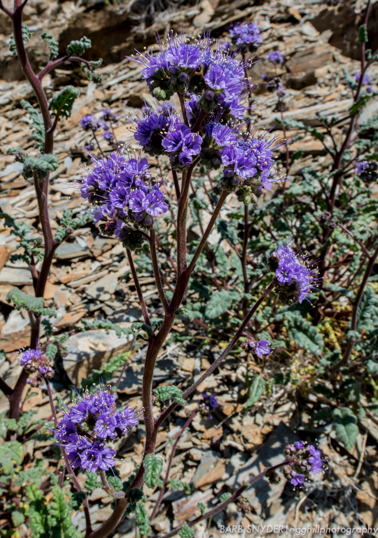 So delicate, yet was one of the most prolific. Full washes of nothing but this flower.