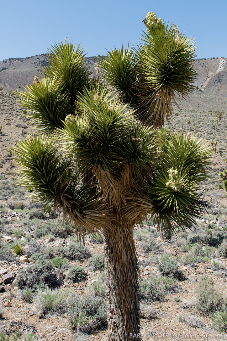 Blooming Joshua tree.