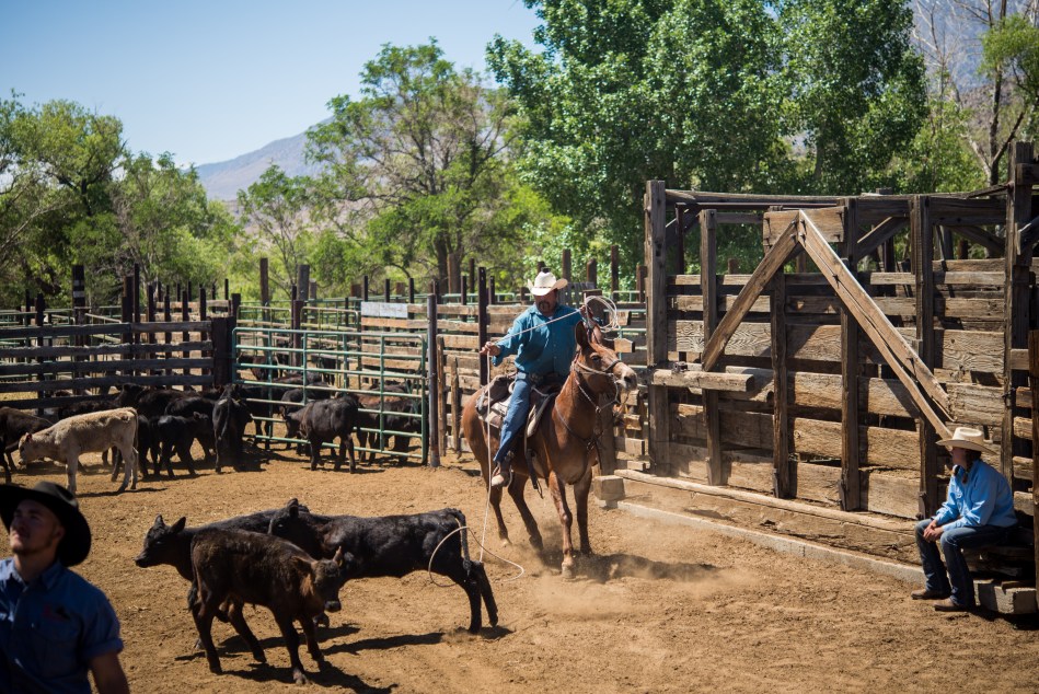 Lassos fly through the air.