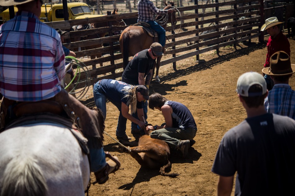 The calf gets a shot.