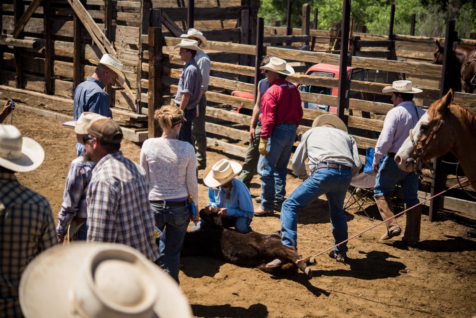 This cowgirl wrestled the calf down without the help of any of the guys.