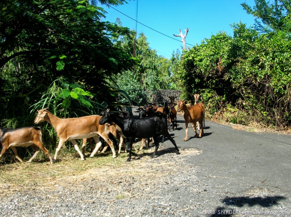 These goats were being driven through a village to their barn after pasturing in the hills.