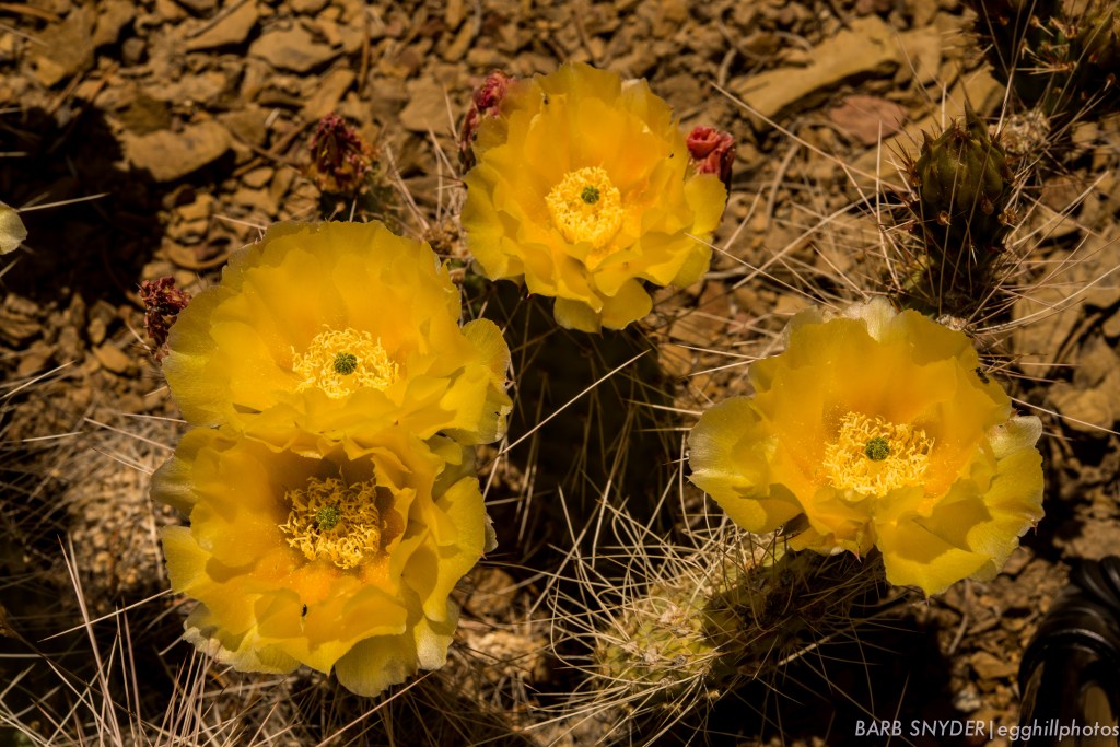 Cactus along the road.