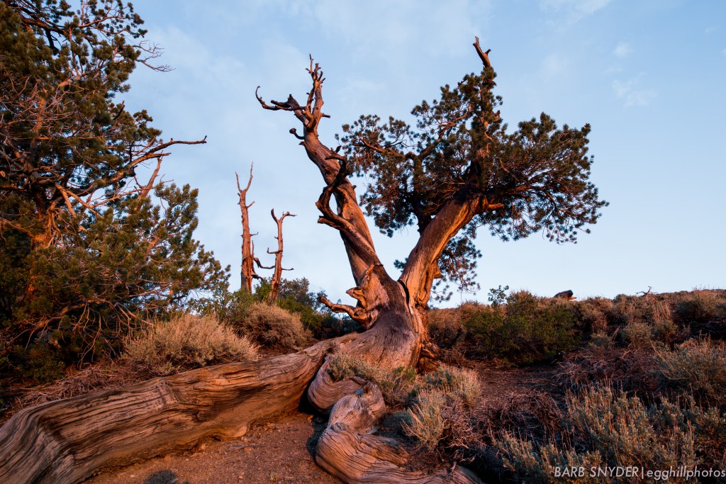 Bristlecone Pine along the road. 