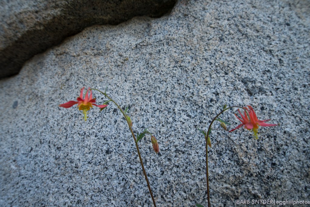 These were the only columbines I saw on the trail.